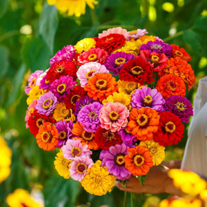 tall Zinnia plants with sturdy stems and large blossoms in flower border

