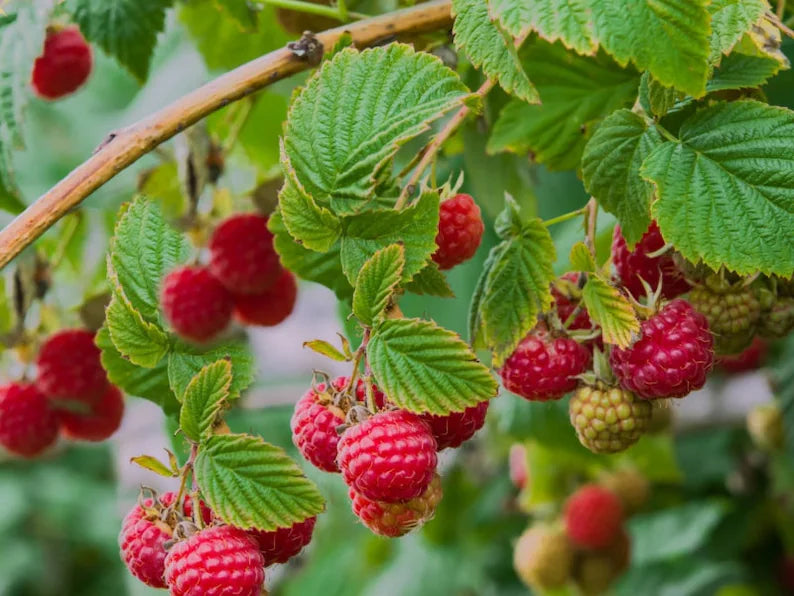 Lampone Rubus Idaeus Berry Fruit Seeds for Planting - a Sweet and Colorful Berry Harvest