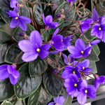 African Violet Seeds Classic Violet Houseplant High Germination Garden Seeds heirloom non-gmo seeds