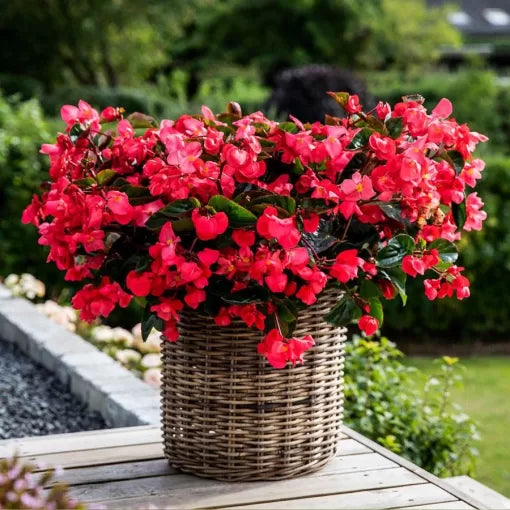 Rose on Green Begonia Seeds Explorer Bi-Color Begonia Variety High Germination Garden Seeds heirloom non-gmo seeds