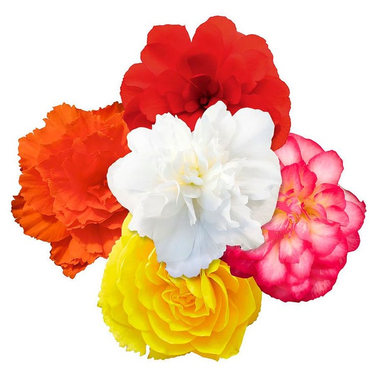 flowers high quality flower seeds for growing vibrant and colorful blooms in home gardens and landscapes organic flowers premium organic flower seeds for sustainable gardening and beautiful blossoms suitable for all climates