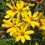 Tickseed Bidens Sunflower Seeds Gold and Yellow Bidens Blooms High Germination Garden Seeds Helianthus annuus heirloom non-gmo seeds