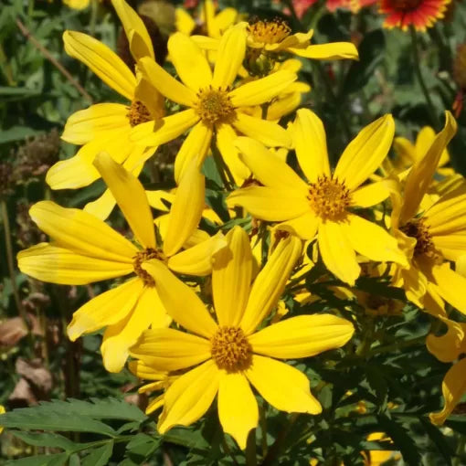 Tickseed Bidens Sunflower Seeds Gold and Yellow Bidens Blooms High Germination Garden Seeds Helianthus annuus heirloom non-gmo seeds