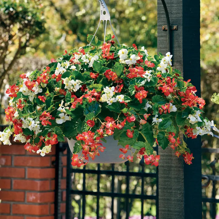 Red and White Mix Begonia Seeds