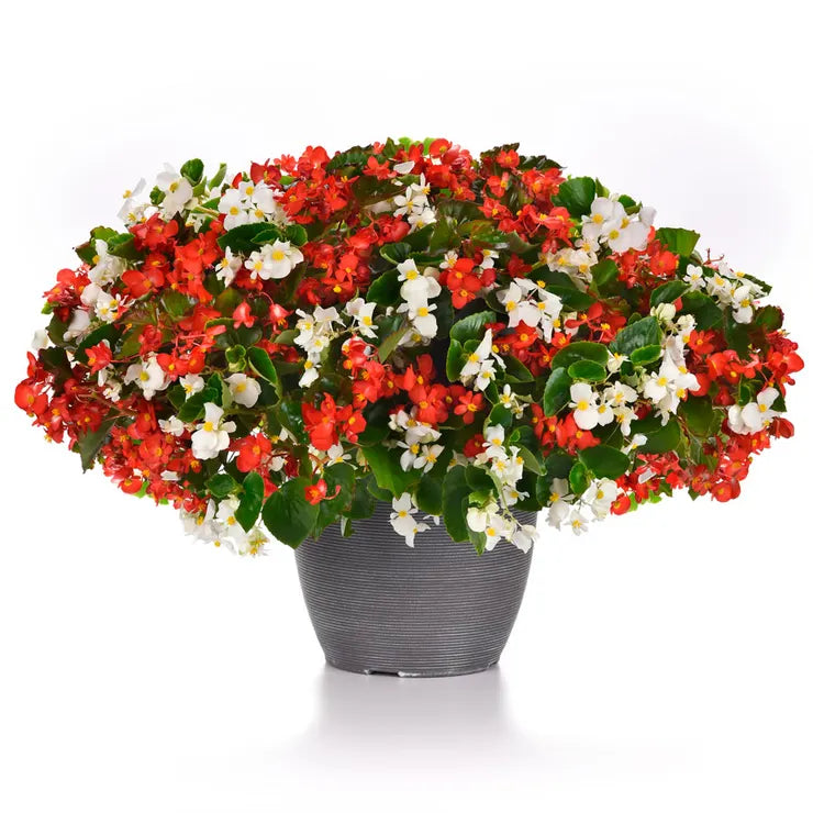 Red and White Mix Begonia Seeds