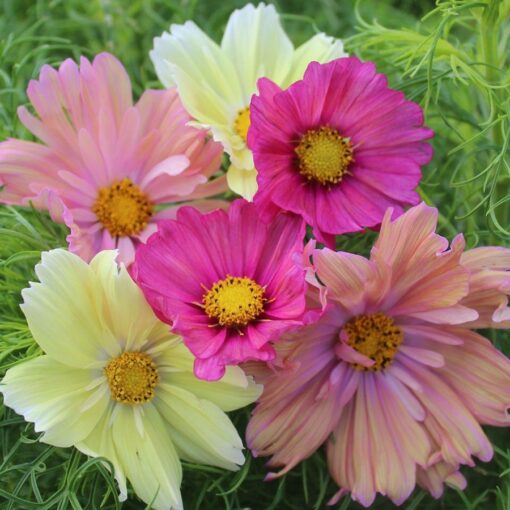Cotton Candy Cosmos Seeds Soft Pastel Cosmos Combination High Germination Garden Seeds heirloom non-gmo seeds