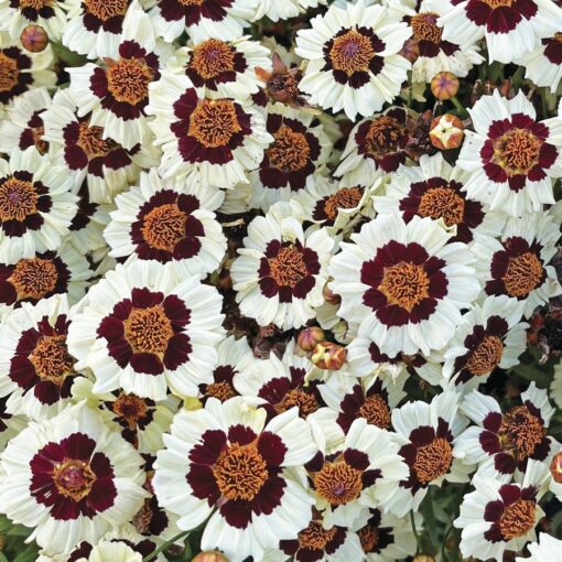 Cream Red Coreopsis Seeds Corusco Bicolor Coreopsis Variety High Germination Garden Seeds heirloom non-gmo seeds