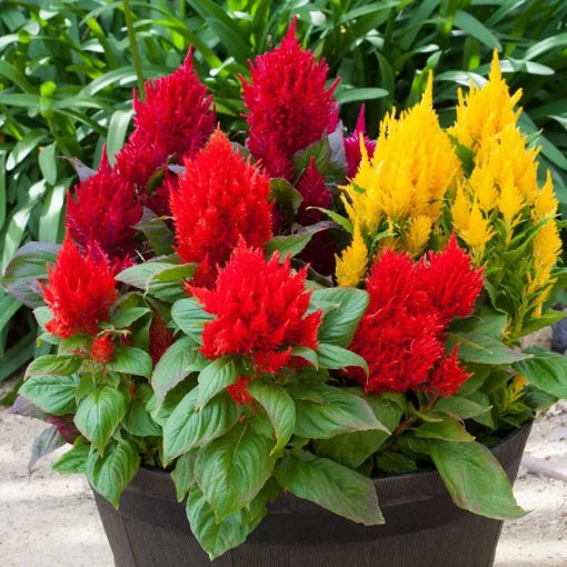 Bright Sparks Celosia Seeds Multicolor Flame-Tip Celosia Blend High Germination Garden Seeds heirloom non-gmo seeds