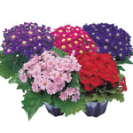 Cineraria Seeds Multicolor Spring Bloom High Germination Garden Seeds heirloom non-gmo seeds