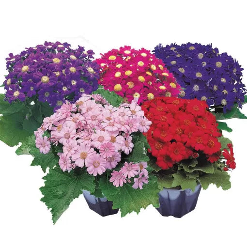 Cineraria Seeds Multicolor Spring Bloom High Germination Garden Seeds heirloom non-gmo seeds