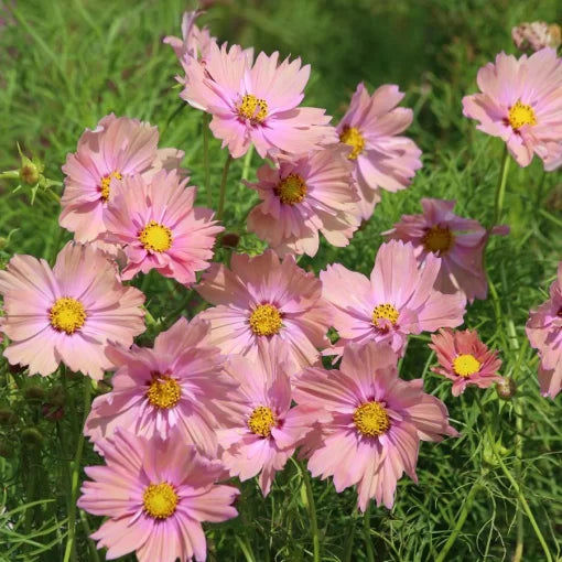 Apricotta Cosmos Seeds Warm Peach-Apricot Cosmos Blooms High Germination Garden Seeds heirloom non-gmo seeds