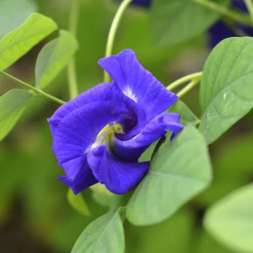 Blue Butterfly Pea Seeds Deep Blue Clitoria Ternatea High Germination Garden Seeds heirloom non-gmo seeds