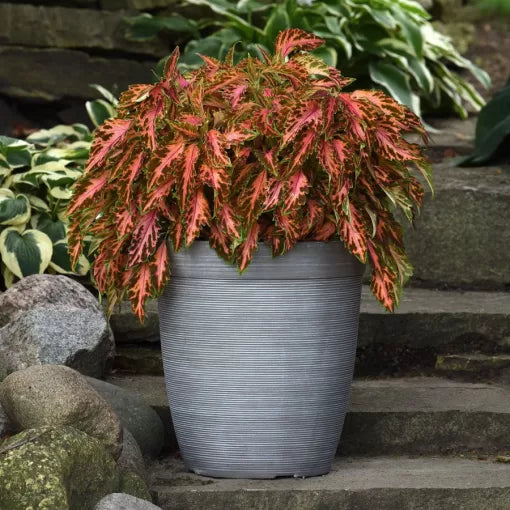 Coral Candy Sun Coleus Seeds Premium Coral Variegated Coleus High Germination Garden Seeds heirloom non-gmo seeds