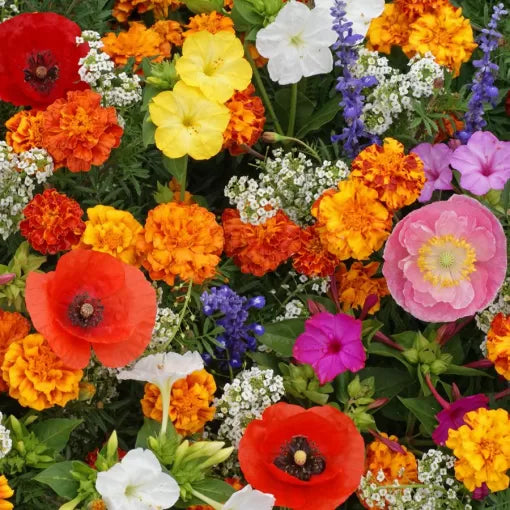 Deer Resistant Seed Wildlife-Proof Flowering Blend High Germination Garden Seeds heirloom non-gmo seeds