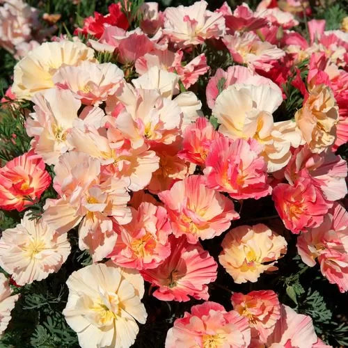 Appleblossom Chiffon California Poppy Seeds Thai Silk Soft Pink Poppy High Germination Garden Seeds Papaver sp. heirloom non-gmo seeds