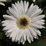 Bright White Gerbera Seeds Majorette Clean White Gerbera High Germination Garden Seeds heirloom non-gmo seeds