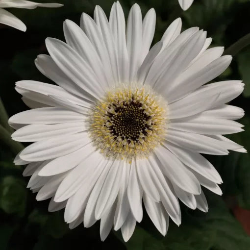Bright White Gerbera Seeds Majorette Clean White Gerbera High Germination Garden Seeds heirloom non-gmo seeds