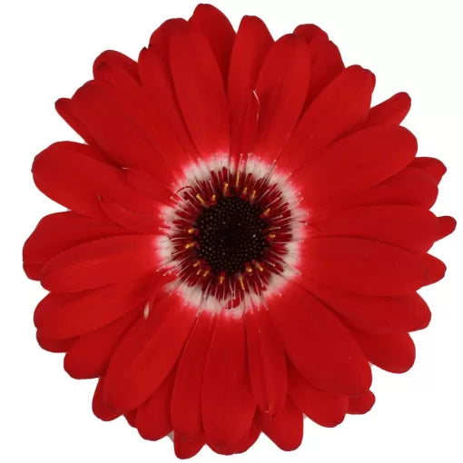 Red Bicolor Gerbera Seeds Majorette Red Two-Tone Gerbera High Germination Garden Seeds heirloom non-gmo seeds