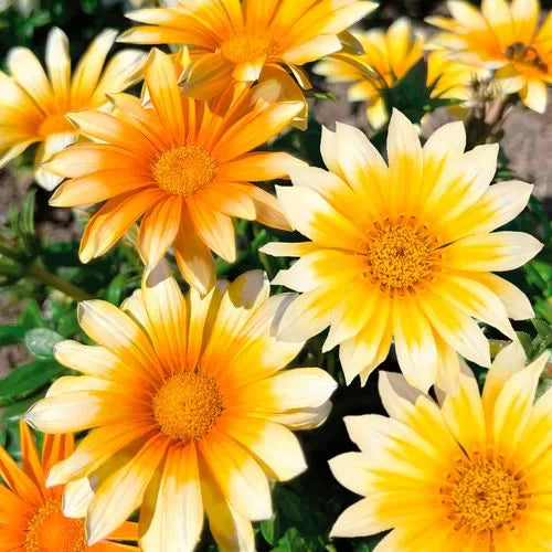 Sunny-Side Up Gazania Seeds Zany Yellow-White Gazania Blooms High Germination Garden Seeds heirloom non-gmo seeds