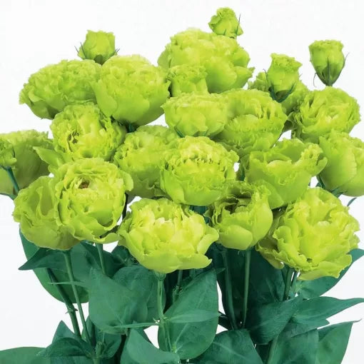 Rosanne Lisianthus Seeds Large Bloom Premium Lisianthus High Germination Garden Seeds heirloom non-gmo seeds