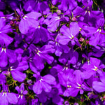 flowers high quality flower seeds for growing vibrant and colorful blooms in home gardens and landscapes organic flowers premium organic flower seeds for sustainable gardening and beautiful blossoms suitable for all climates