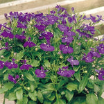 Rapid Blue Lobelia Seeds Intense Blue Trailing Lobelia High Germination Garden Seeds heirloom non-gmo seeds