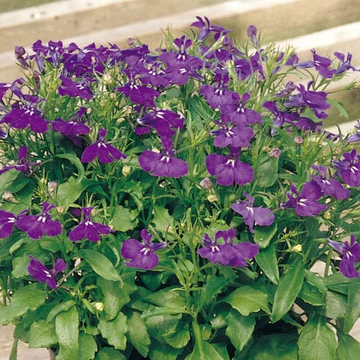 Rapid Blue Lobelia Seeds Intense Blue Trailing Lobelia High Germination Garden Seeds heirloom non-gmo seeds