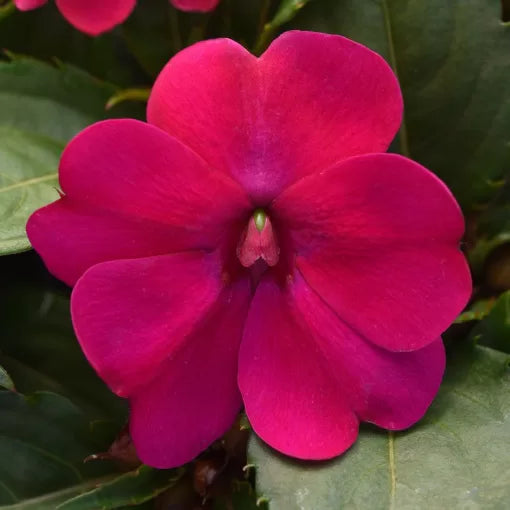 Magenta Bliss Impatiens Seeds Shade-Loving Magenta Impatiens High Germination Garden Seeds heirloom non-gmo seeds