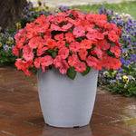 Salmon Glow Impatiens Seeds Soft Salmon Shade Hybrid Impatiens High Germination Garden Seeds heirloom non-gmo seeds