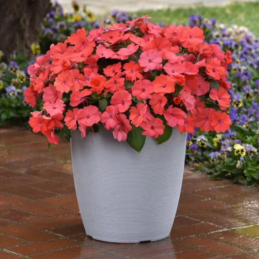 Salmon Glow Impatiens Seeds Soft Salmon Shade Hybrid Impatiens High Germination Garden Seeds heirloom non-gmo seeds