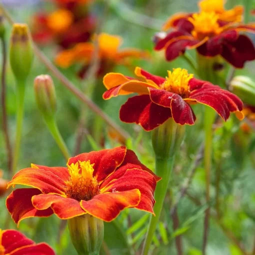 Burning Embers Marigold Seeds Linnaeus Red-Orange Marigold High Germination Garden Seeds heirloom non-gmo seeds