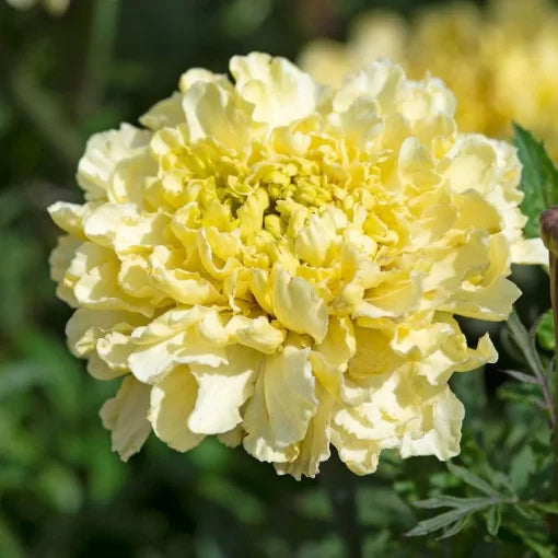 Sugar and Spice White Marigold Seeds Pure White Marigold Variety High Germination Garden Seeds heirloom non-gmo seeds