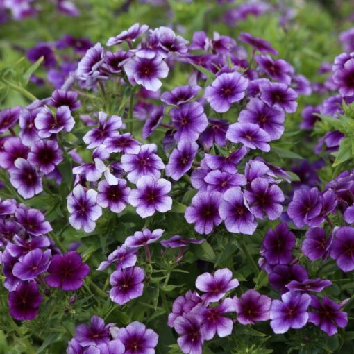 Blueberry Swirl Phlox Seeds Blue-Lavender Bicolor Phlox High Germination Garden Seeds Phlox sp. heirloom non-gmo seeds
