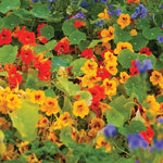 Dwarf Compact Nasturtium Seeds Mixed Colors Dwarf Nasturtiums High Germination Garden Seeds Tropaeolum majus heirloom non-gmo seeds
