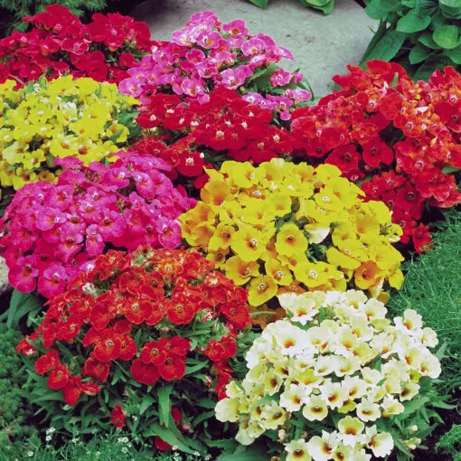 Sundrops Nemesia Seeds Sunset Color Nemesia Blend High Germination Garden Seeds heirloom non-gmo seeds