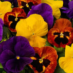 Autumn Pansy Seeds Majestic Giants Fall Color Pansies High Germination Garden Seeds heirloom non-gmo seeds