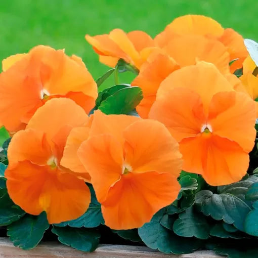 Deluxe Orange Pansy Seeds Bright Orange Pansy Variety High Germination Garden Seeds heirloom non-gmo seeds
