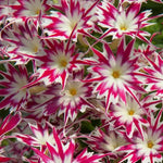 Rose With Eye Phlox Seeds Popstar Style Pink Phlox High Germination Garden Seeds Phlox sp. heirloom non-gmo seeds
