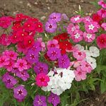 Annual Phlox Seeds Mixed Color Summer Phlox High Germination Garden Seeds Phlox sp. heirloom non-gmo seeds