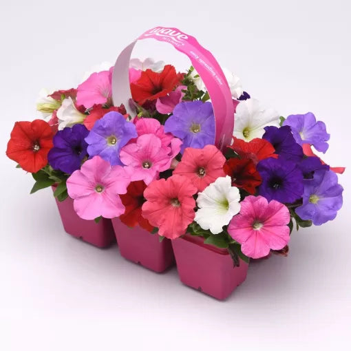 Formula Petunia Seeds E3 Early Spreading Multicolor Petunia High Germination Garden Seeds heirloom non-gmo seeds