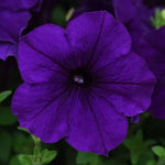 Blue Petunia Seeds Early Blooming Spreading Blue Petunia High Germination Garden Seeds heirloom non-gmo seeds
