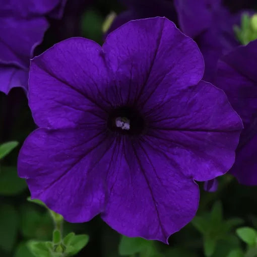 Blue Petunia Seeds Early Blooming Spreading Blue Petunia High Germination Garden Seeds heirloom non-gmo seeds