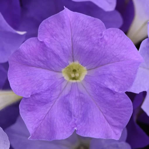Sky Blue Petunia Seeds E3 Early Blooming Blue Petunia High Germination Garden Seeds heirloom non-gmo seeds