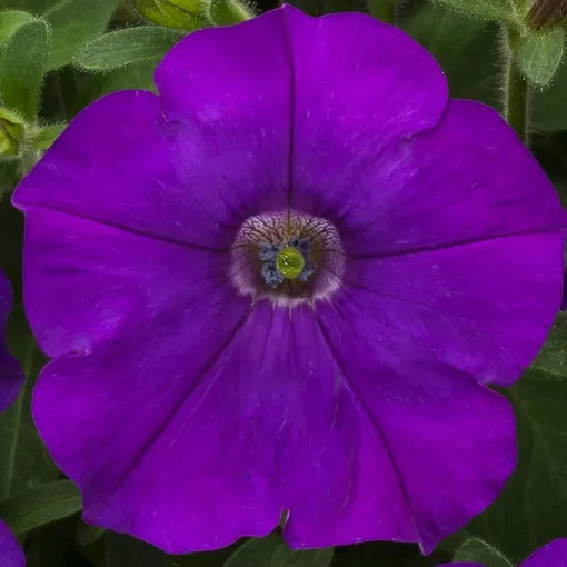 Blue Petunia Seeds Rich Blue Garden Petunia High Germination Garden Seeds heirloom non-gmo seeds