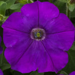 Blue Petunia Seeds Rich Blue Garden Petunia High Germination Garden Seeds heirloom non-gmo seeds