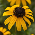 Goldblitz Rudbeckia Seeds Bright Golden Black-Eyed Susan Variety High Germination Garden Seeds heirloom non-gmo seeds