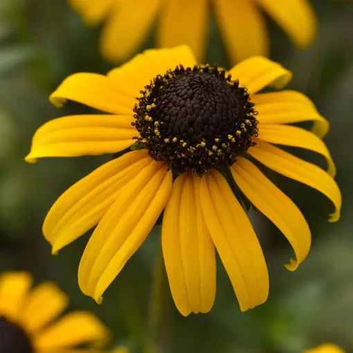 Goldblitz Rudbeckia Seeds Bright Golden Black-Eyed Susan Variety High Germination Garden Seeds heirloom non-gmo seeds