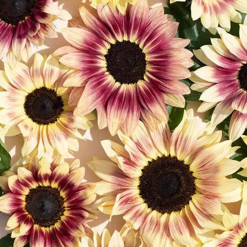 Summer Lovin Sunflower Seeds Mixed Garden Sunflower Blend High Germination Garden Seeds Helianthus annuus heirloom non-gmo seeds