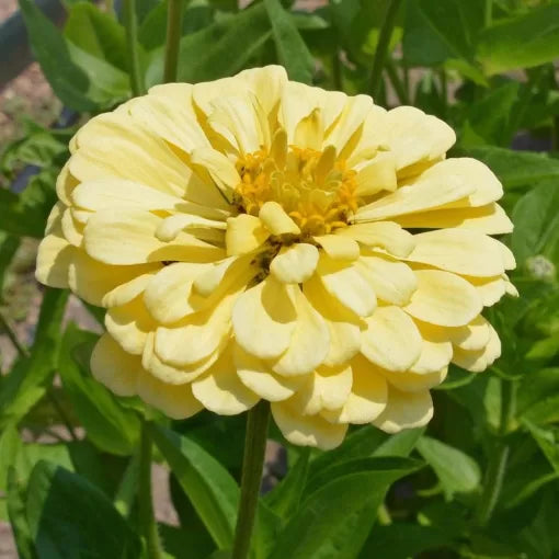 Isabellina Zinnia Seeds Unique Pale Cream Yellow Zinnia Variety High Germination Garden Seeds Zinnia elegans heirloom non-gmo seeds