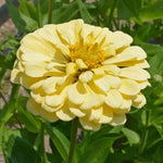 Isabellina Zinnia Seeds Unique Pale Cream Yellow Zinnia Variety High Germination Garden Seeds Zinnia elegans heirloom non-gmo seeds